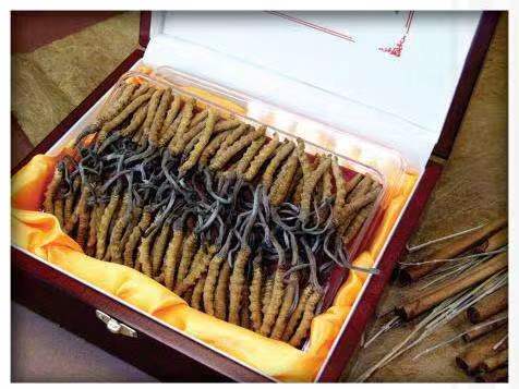 尼木冬虫夏草回收